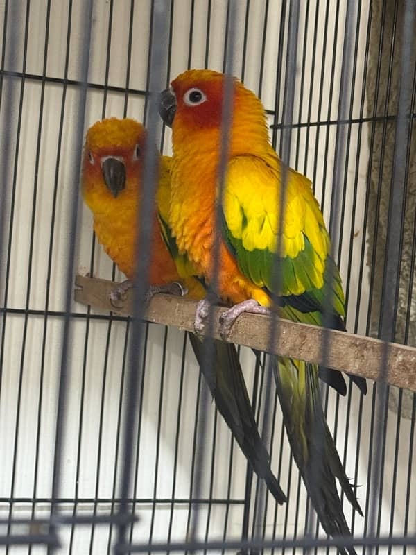 Active and healthy breeder pair 2