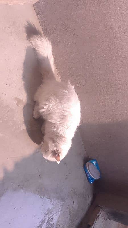 |Persian cat for sale| "31999" original Persian 1