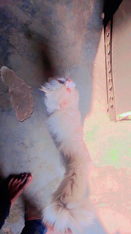 |Persian cat for sale| "31999" original Persian 2