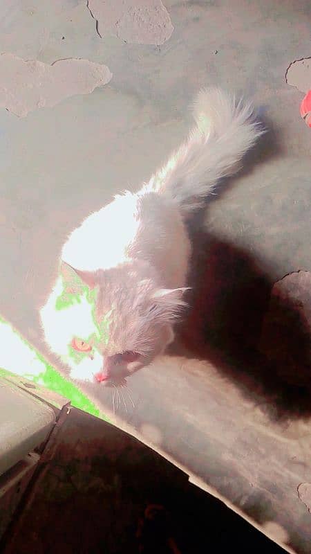 |Persian cat for sale| "31999" original Persian 4