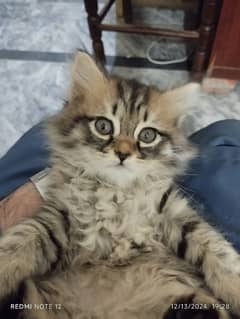 Persian Cats for Sale