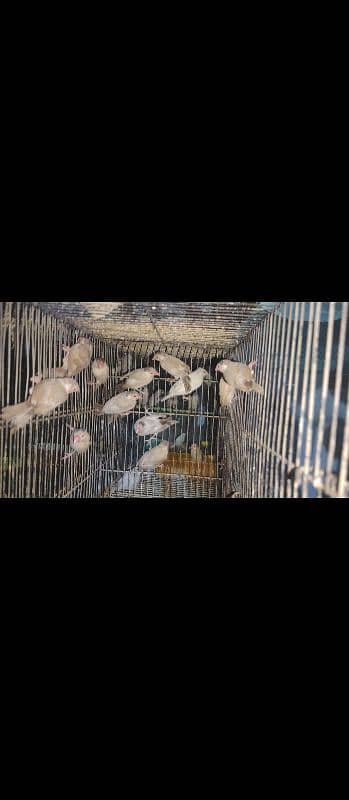 Java or Doves  Blue pied| Red Pied | Diamond Pied 5