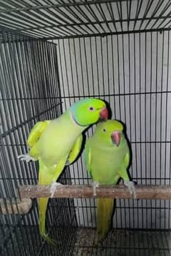 Parrots breeder pair