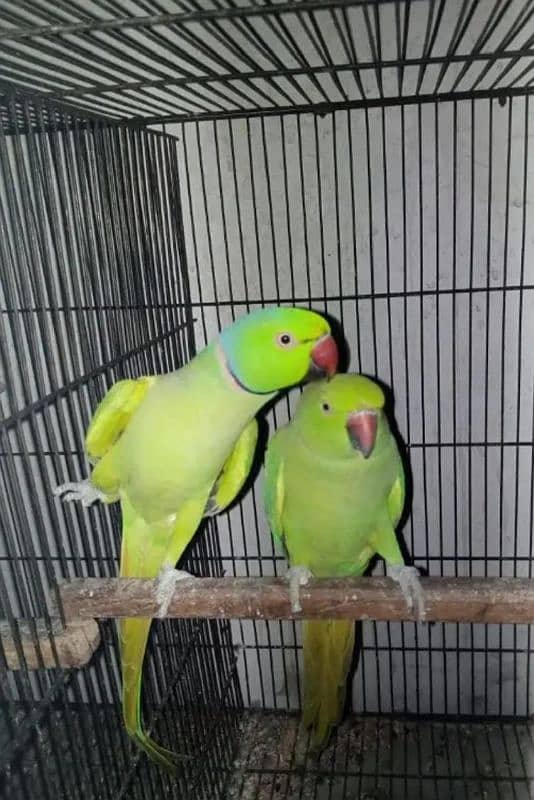 Parrots breeder pair 0