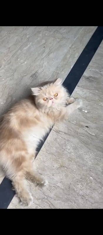 Piki Face Persian male for sale 0