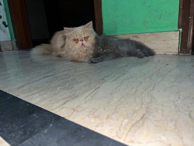 Piki Face Persian male for sale 2