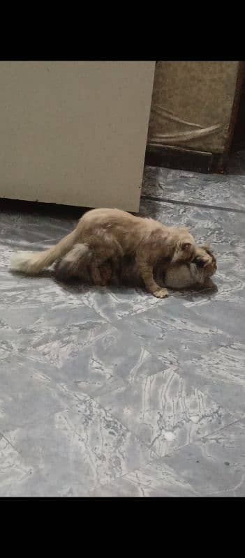 Piki Face Persian male for sale 3