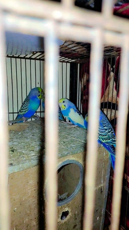 4 pieces of adult Budgies 0