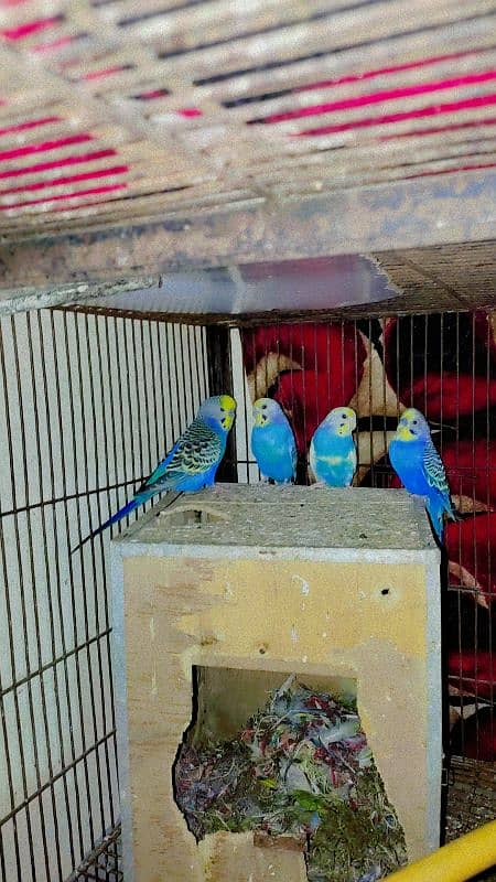 4 pieces of adult Budgies 1