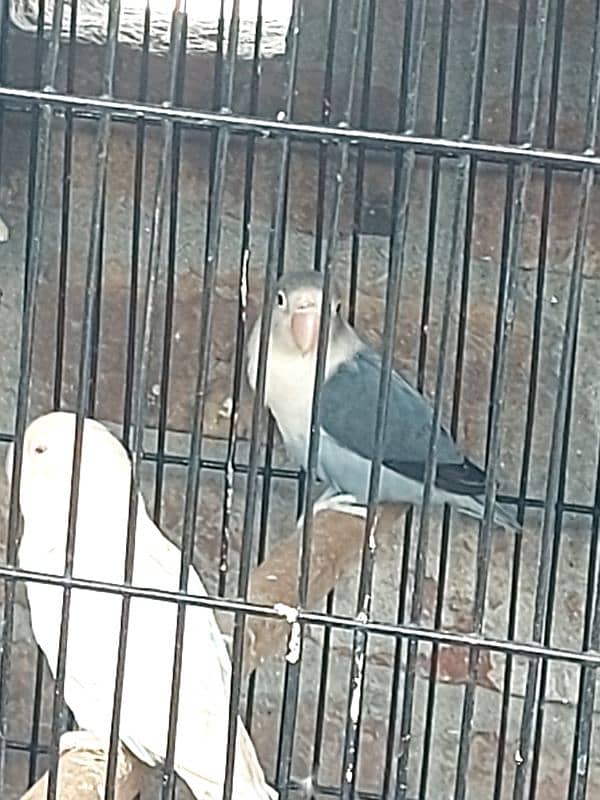 lovebirds crimino decino albino pastlino whatsapp 03132738282 8