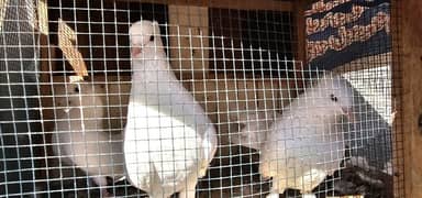 lucky kabotar  (pigeons) for urgent sale