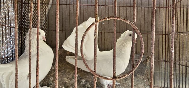 lucky kabotar  (pigeons) for urgent sale 4