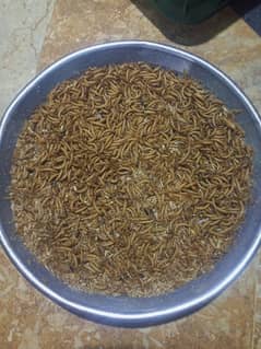 Mealworms