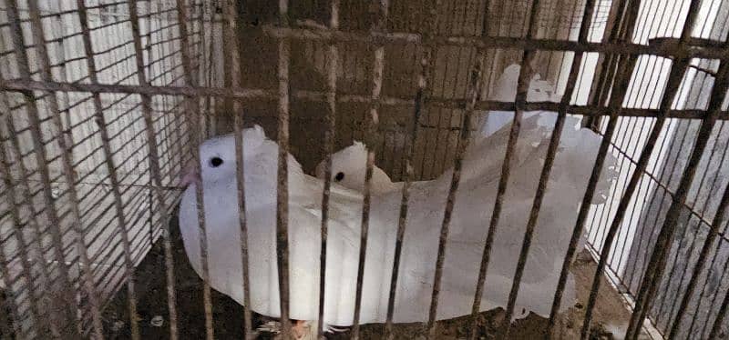 lucky kabotar (pigeons) for urgent sale 5