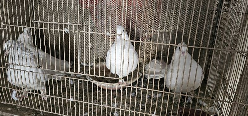 lucky kabotar (pigeons) for urgent sale 6