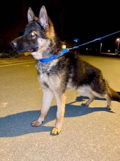 German Shepherd Male Dog