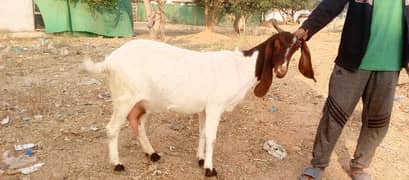 bakri