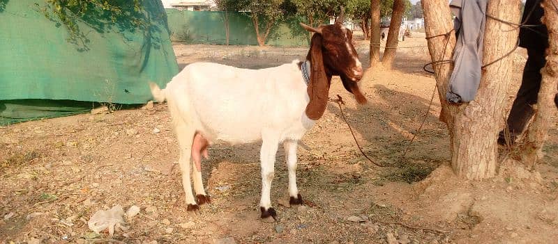 bakri 1