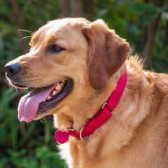 Labrador adult female and puppies