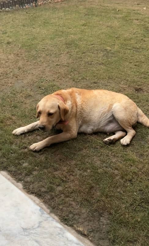 Labrador adult female and puppies 1