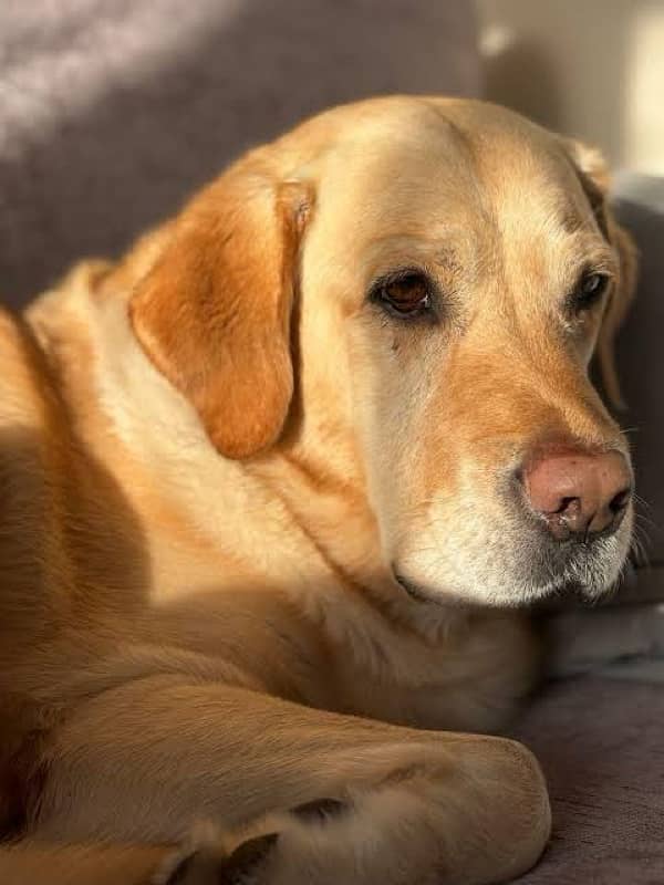 Labrador adult female and puppies 2