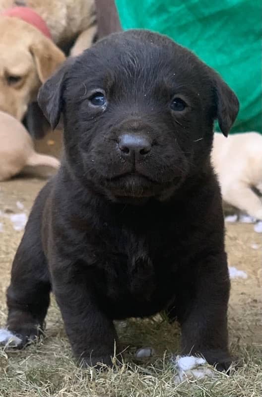 Labrador adult female and puppies 5