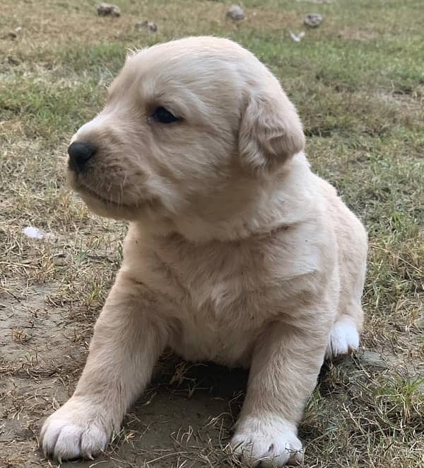 Labrador adult female and puppies 6