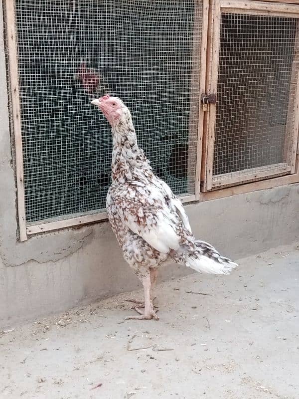 Sindhi Aseel Female 0