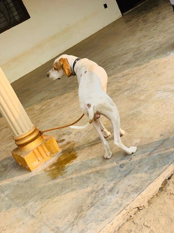 English Pointer 0