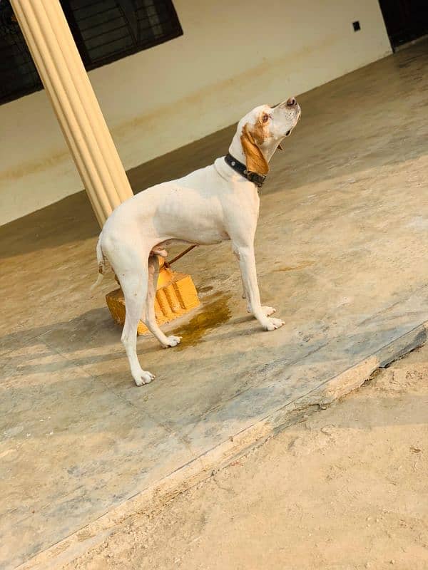 English Pointer 1