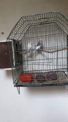 Australian parrot breeder pair with chick'sand cage 03234964348