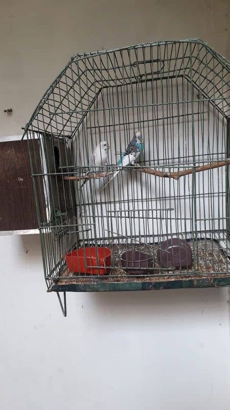 Australian parrot breeder pair with chick'sand cage 03234964348 0