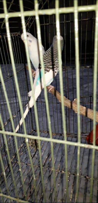 Australian parrot breeder pair with chick'sand cage 03234964348 2