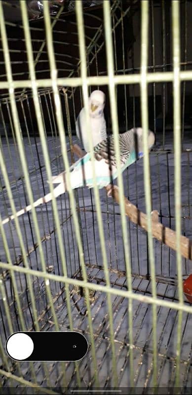 Australian parrot breeder pair with chick'sand cage 03234964348 4