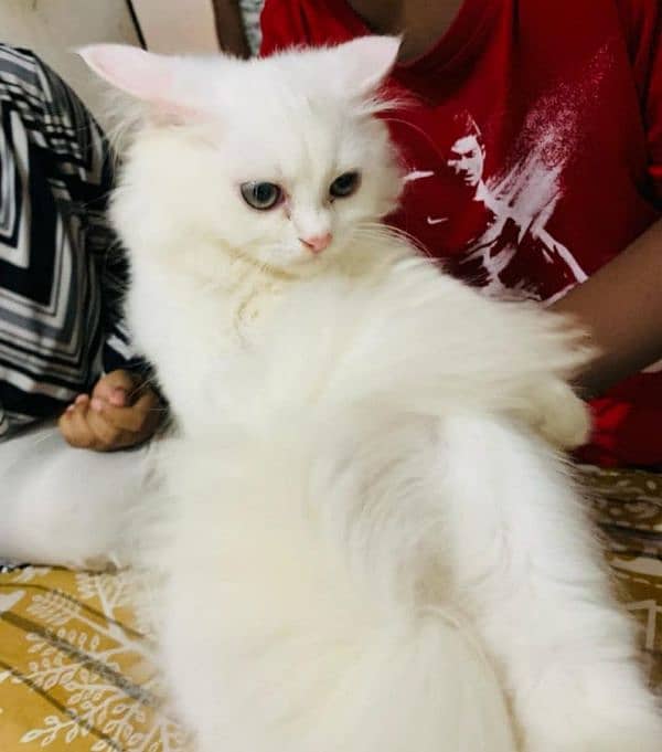 Persian cat vaccination clear for urgent sale 03484580261 1