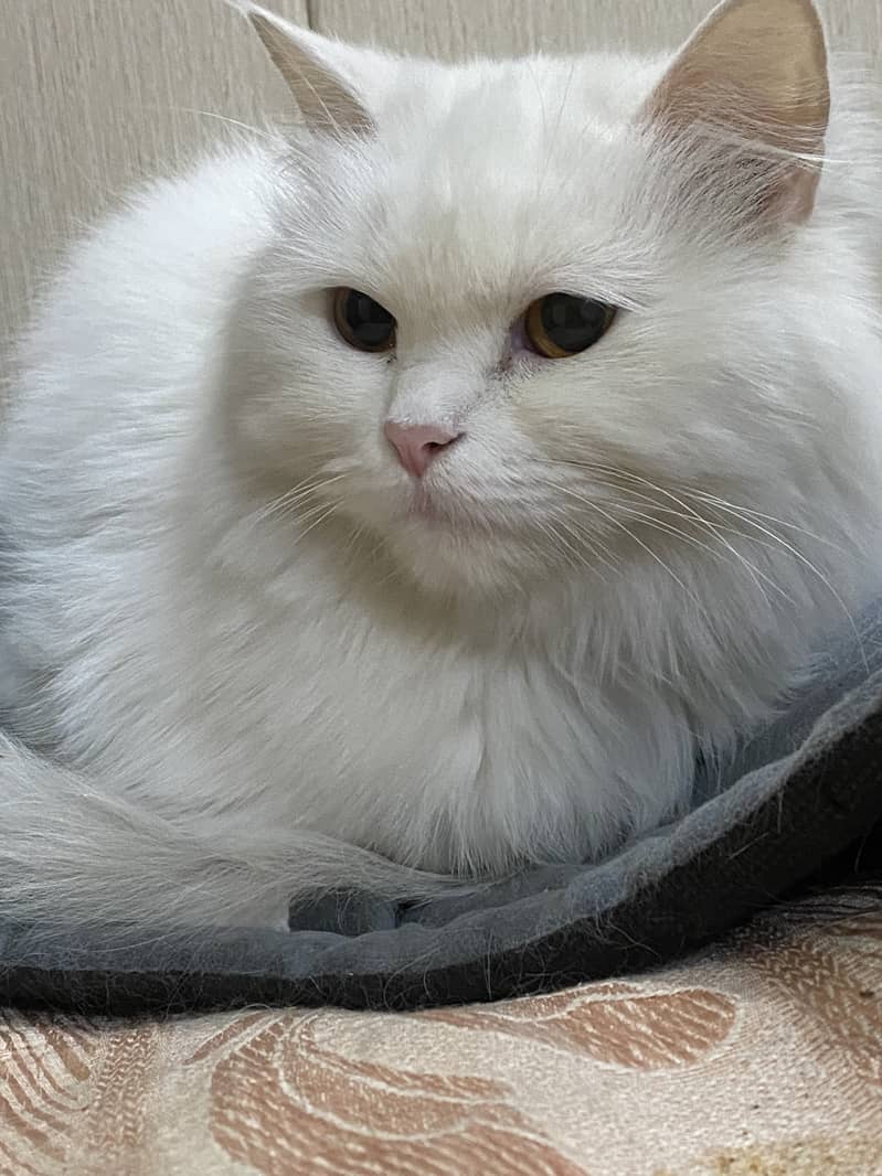 Persian Cat for sale 1