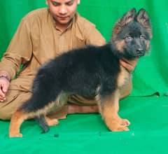 Garman shepherd puppies for sale 03287576736 call wahtasp