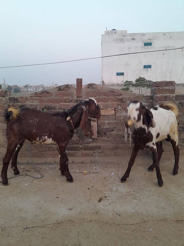 قربانی کے دو عدد بکرے 1