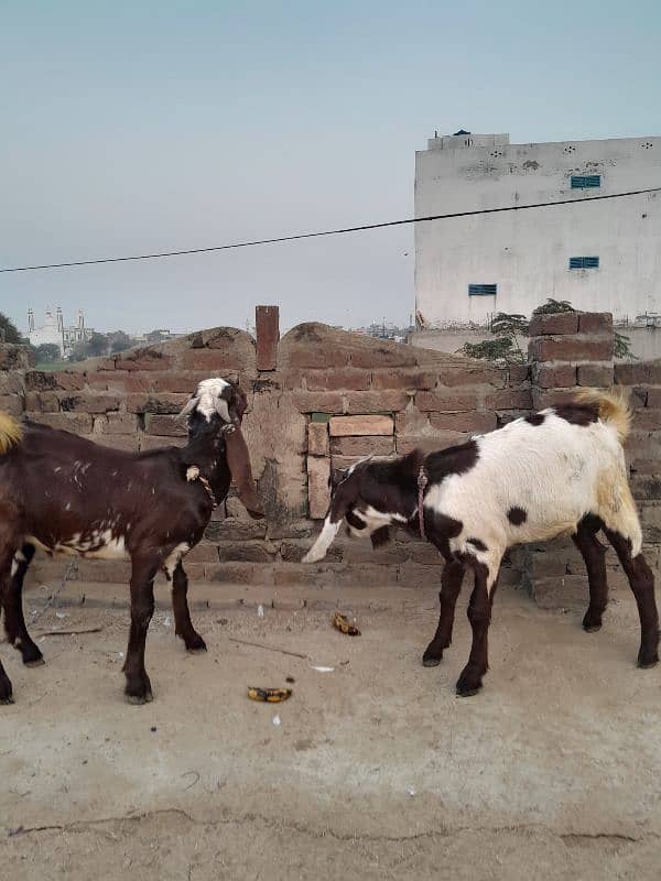 قربانی کے دو عدد بکرے 2