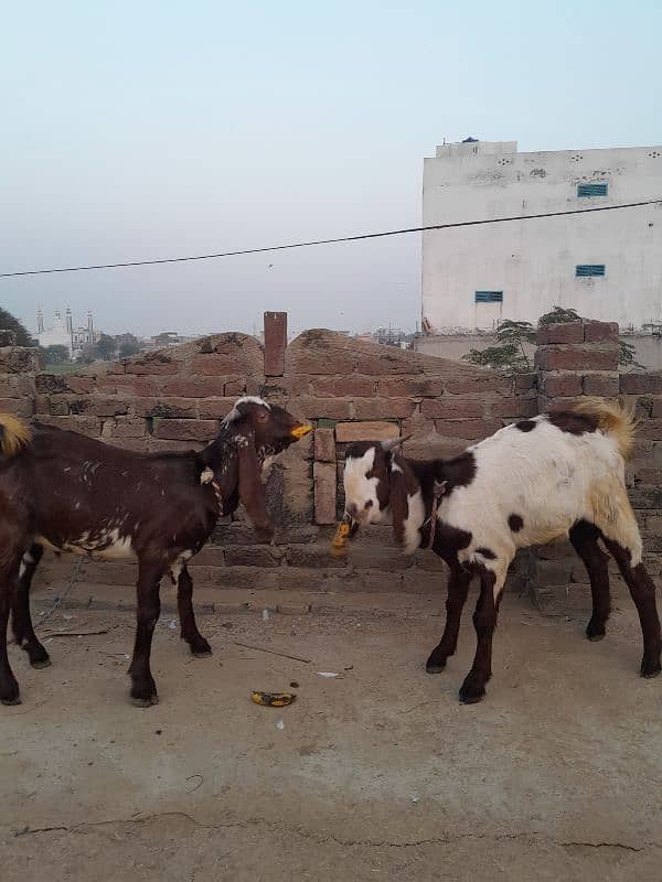 قربانی کے دو عدد بکرے 6