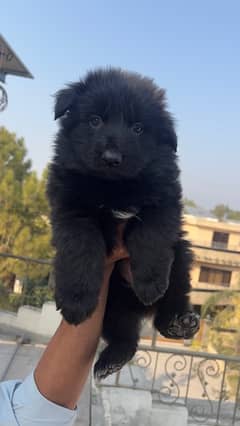 Show class pedigree black german shepherd pups