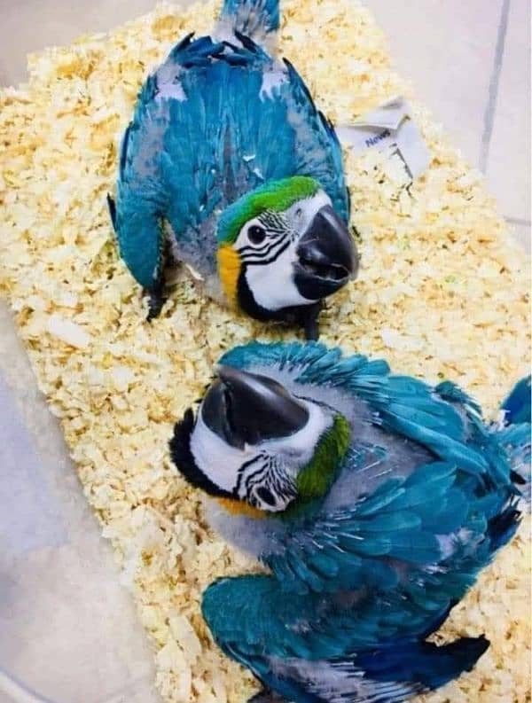 Blue macaw chicks healthy active WhatsApp 03322732050 0