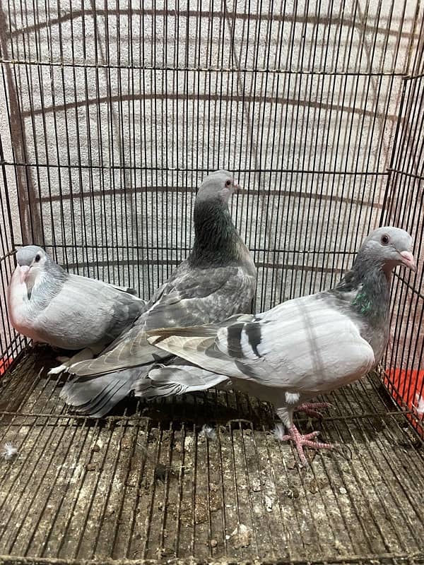 laka pair available 3