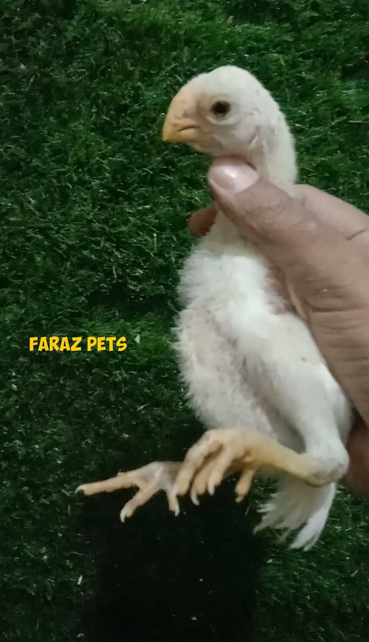 Indian Parrotbeak Chicks 2