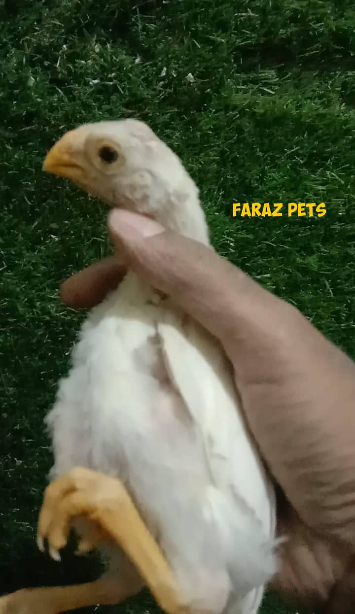 Indian Parrotbeak Chicks 3