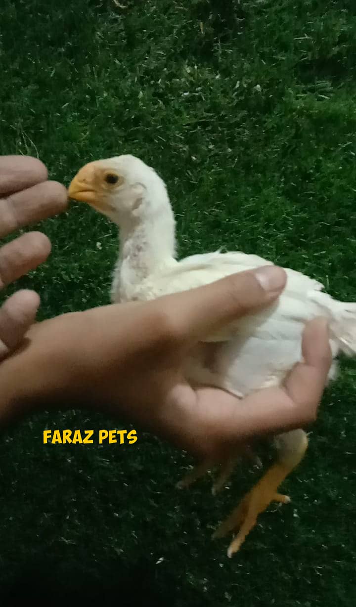 Indian Parrotbeak Chicks 4