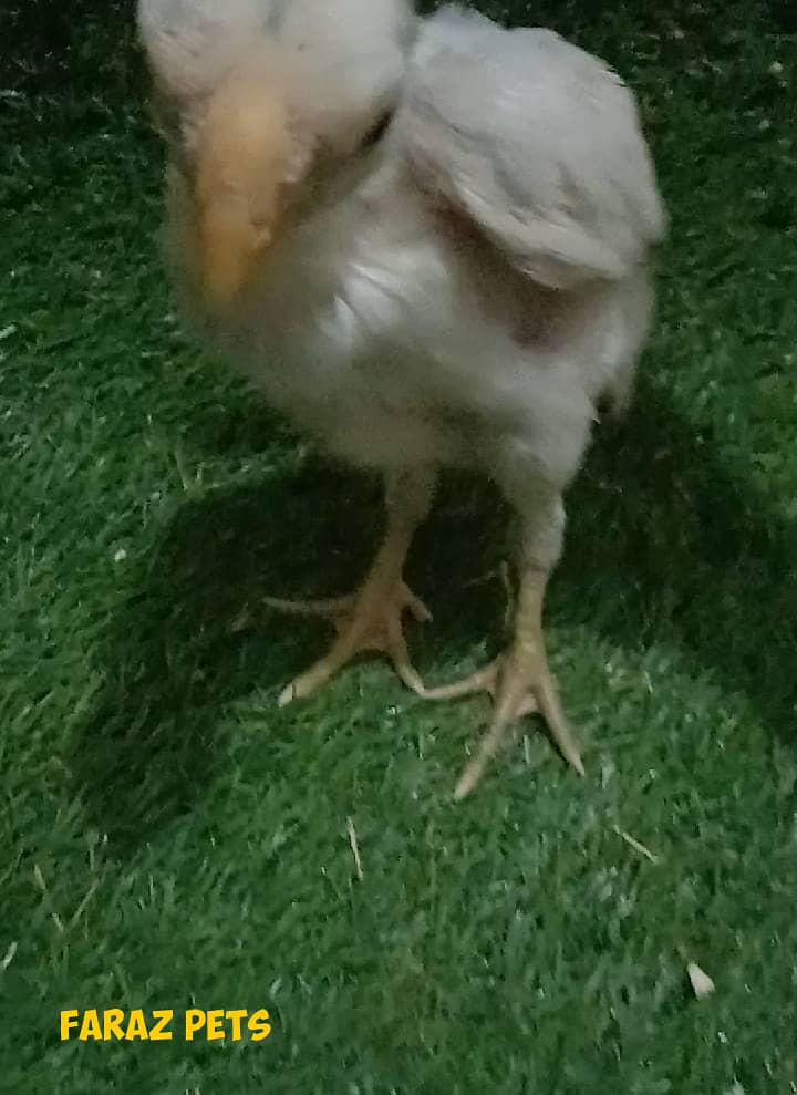 Indian Parrotbeak Chicks 10