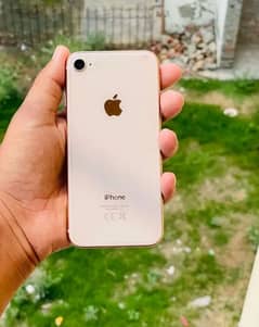 iPhone 8 (64) (PTA Proved) Mint (Factory Unlocked) (Exchange Possible)