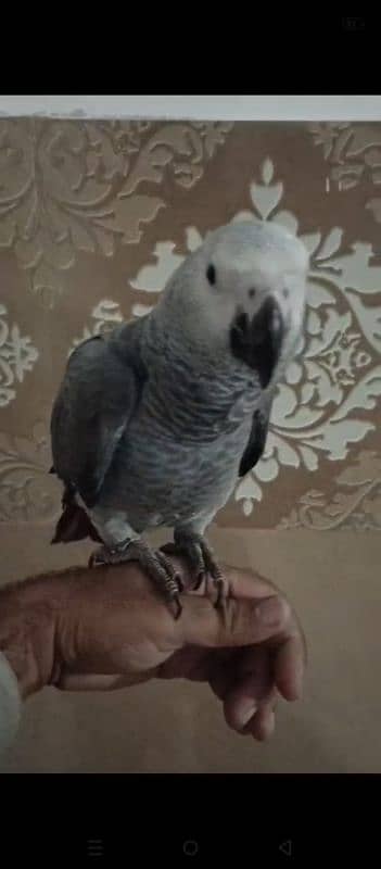 African Gray Parrot Fully Tamed 0