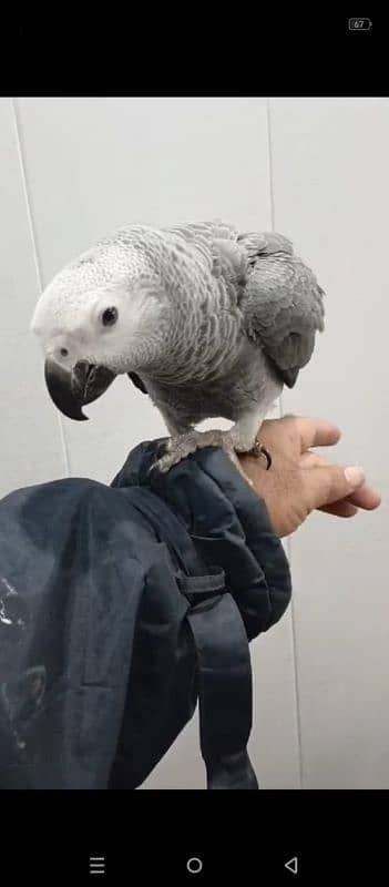 African Gray Parrot Fully Tamed 1